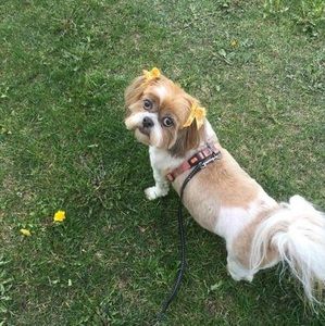 Meet your Posher, Sharon